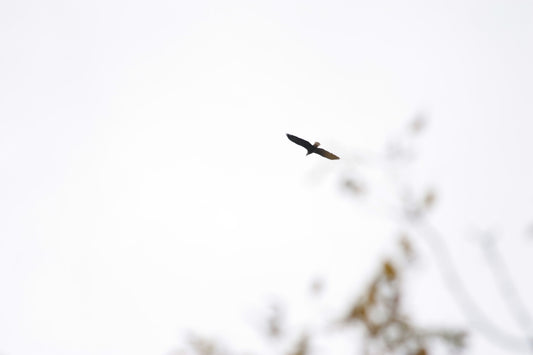 a bird flying in the sky with a tree in the background