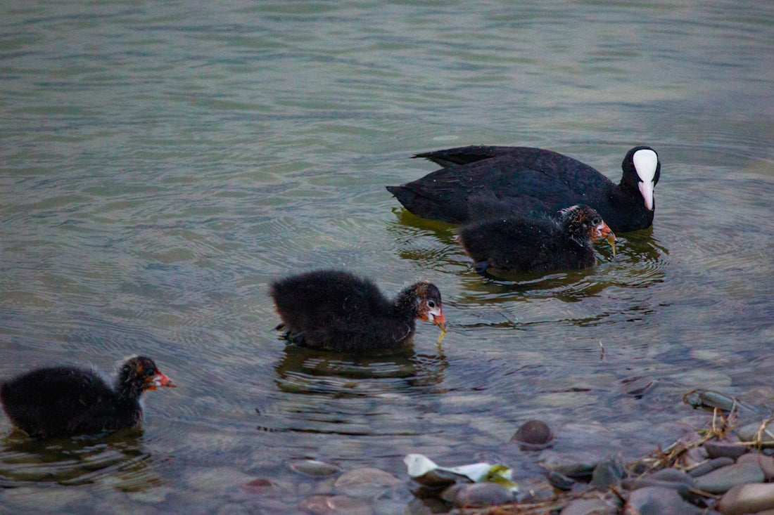 a group of ducks swimming on top of a body of water