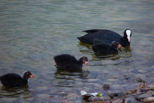 a group of ducks swimming on top of a body of water